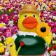 Rubber duck gardner DR  Profession ducks