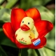 Badeend DUTCH DUCKY Tulp Geel 8 cm  Dutch Ducky