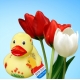Badeend DUTCH DUCKY Tulp Geel 8 cm  Dutch Ducky