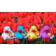 Badeend DUTCH DUCKY Tulp Geel 8 cm  Dutch Ducky