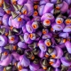 Mini heks badeend  Mini eendjes