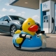 Badeend waterstof DR  Overige eendjes