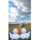 Rubber duck Sheep F  Animal ducks