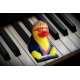 Piano Rockstar badeend DD  Overige eendjes