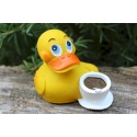 Coffee duck Lanco