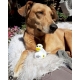 Gummie-ente DUTCH DUCKY Summer Time 8 cm  Dutch Ducky