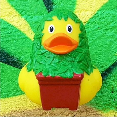 Rubber Duck Cannabis LILALU  Lilalu