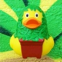 Rubber Duck Cannabis LILALU