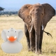 Rubber duck Elephant LILALU  Lilalu