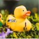 Gummi-ente Blumendesign DR  Mehrere enten