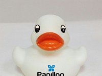 papilon1