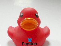 papilon2